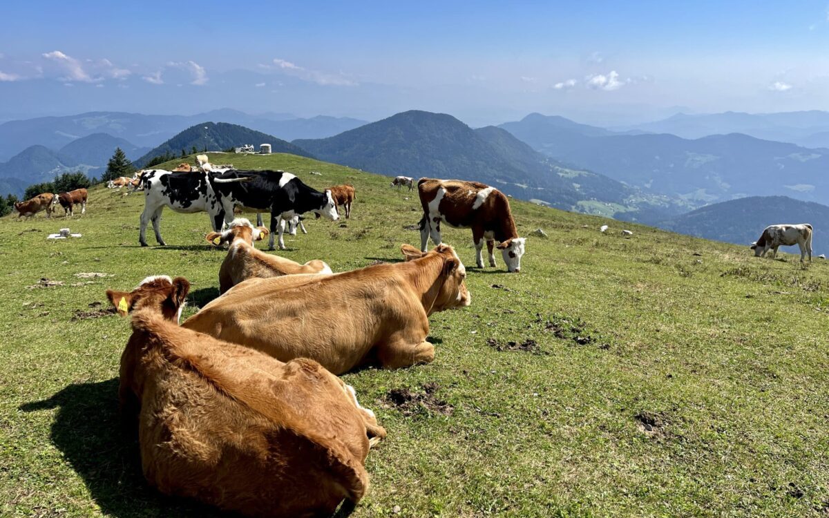 Slovenian Mountains on top of mount Blegos surrounded by cows