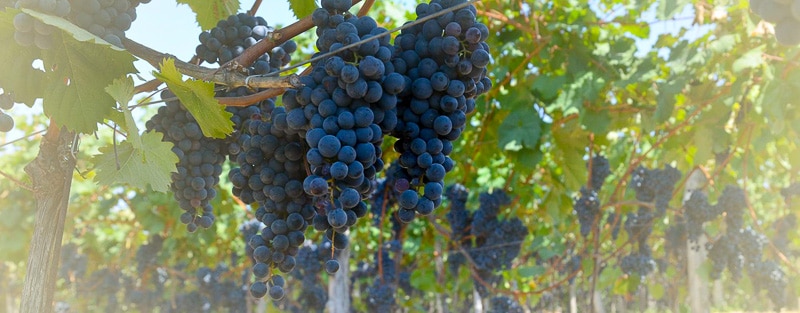 Slovenian grapes - vineyards in Karst region