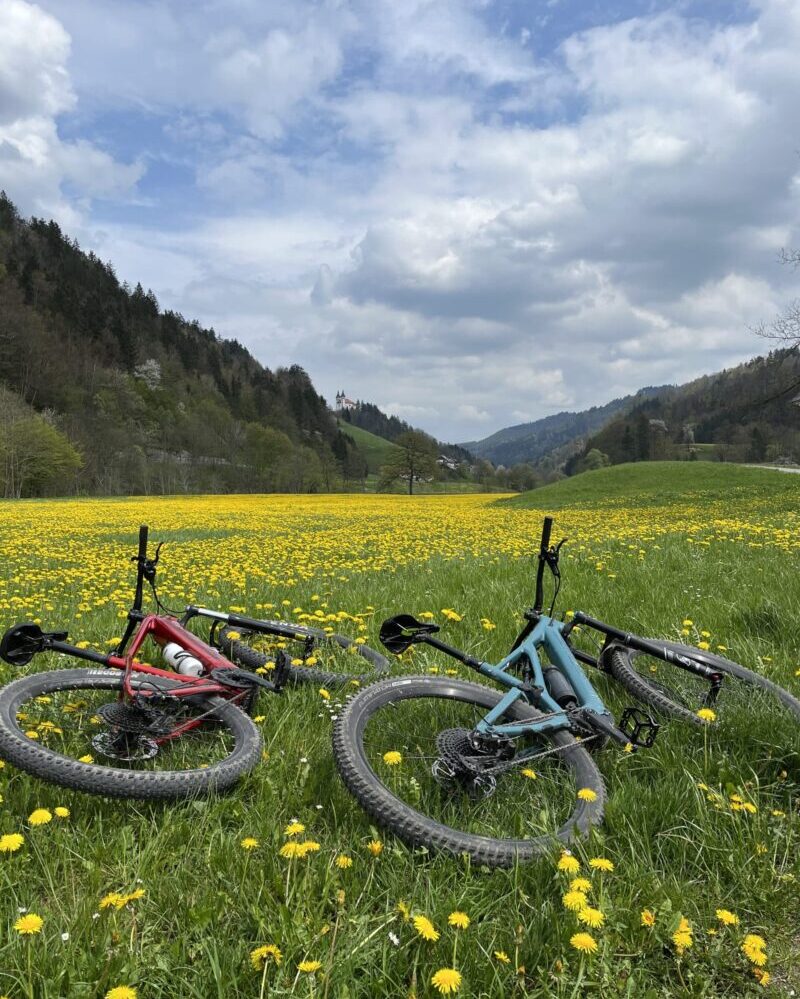 The dandelion fields at cycling trail of Skofja Loka