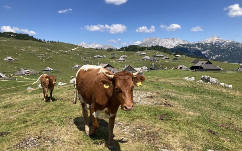 Velika Planina ebike tour with greenhills