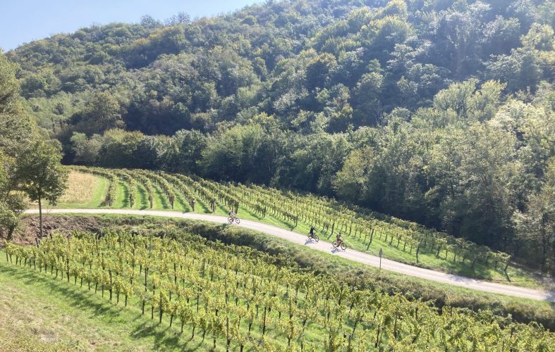 A beautiful, sunlit scene of a group of cyclists riding along a winding path that cuts through a lush vineyard.