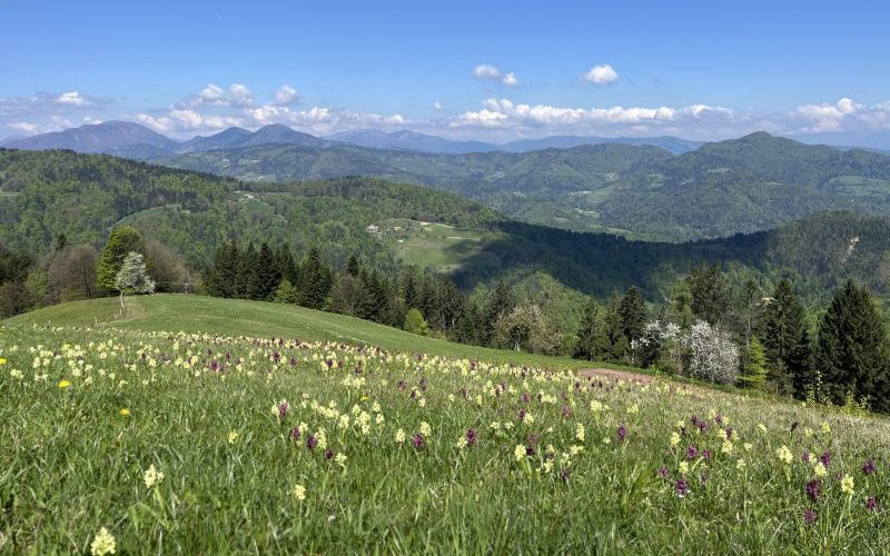 SLOwalk tours beautiful meadows in Slovenia