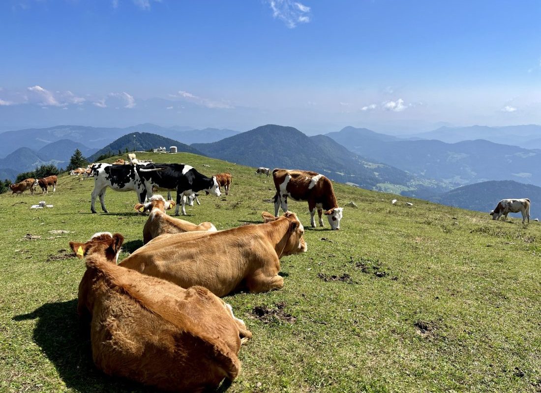 SLOwalk tours on top of Blegoš